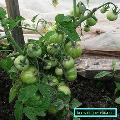179-Tomato Yamal