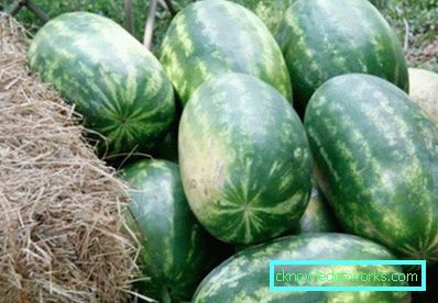 304-Uzgoj lubenica na otvorenom